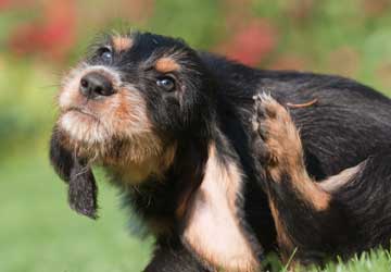 Does your pet have fleas?